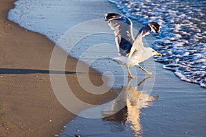 Seagull with Unfolded Wings
