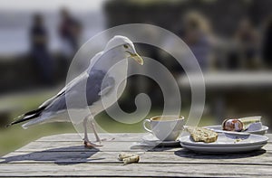 Gaviota discretamente 