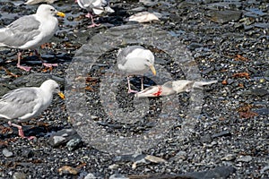 Seagull in Valdez Alaska eats a dead salmon fish as other birds look on