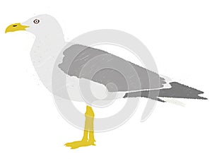 Seagull vector