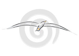 Seagull (vector)