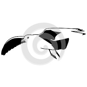 Seagull vector bird eps Hand drawn, Vector, Eps, Logo, Icon, silhouette Illustration by crafteroks for different uses.