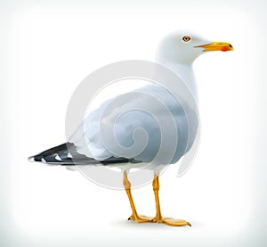 Seagull, vector icon