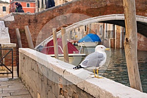 Seagull at Venetian canal