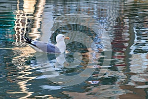 Seagull in Venice