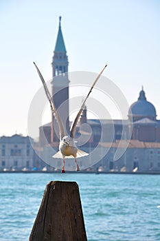 Seagull in Venice