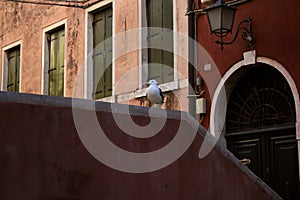 seagull in Venice