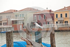 Seagull in Venice