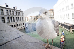 Seagull in Venice