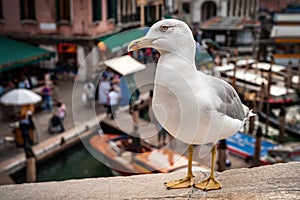 Seagull in Venice