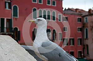 A seagull in Venice