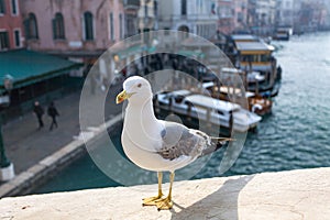 Seagull in Venice