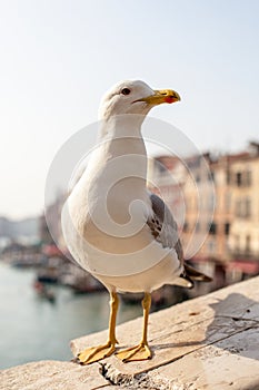 Seagull in Venice