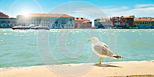 Seagull in Venice