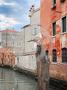 Seagull in Venice. Canal Grande from Rialto Bridge