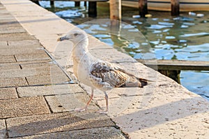 Seagull in Venice, Italy