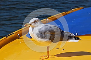 Seagull, Venice, Italy