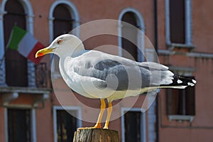 Seagull, Venice, Italy