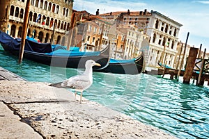 Seagull in Venice, Italy