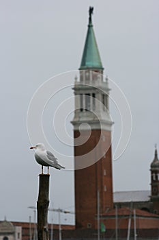 Seagull in Venice winter season