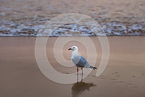 Seagull walking along the beach