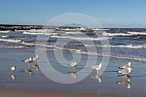 Seagull walking along the sea. Fowl on the sea