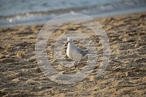 Seagull walking on the beach