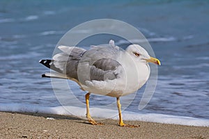 Seagull Walking by the Beach