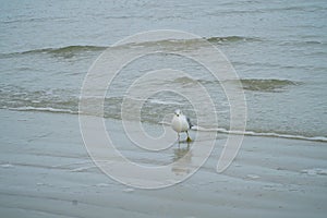 Seagull walking on the beach