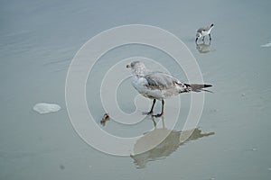 Seagull walking on the beach with chicken bone