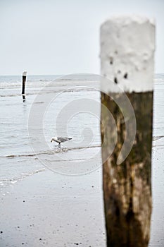 Seagull walking on beach near wooden poles