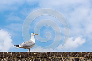 Seagull walking on a brick wall, seen in Rye, Kent, UK