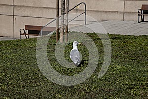 Seagull walking through the gardens of the city of A Coruña