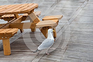 Seagull walking near a picnic table on a wooden floor.