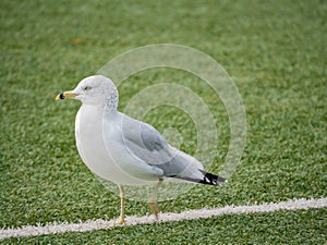 Seagull walking on the Nixon Field of the Queen's University