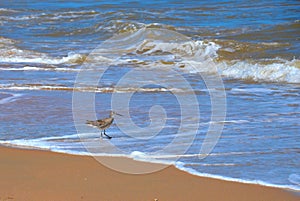 Seagull walking ocean beach