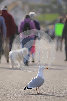Seagull walking on the pavement