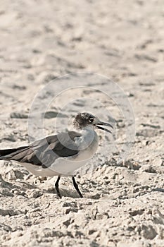 Seagull walking on a sandy beach