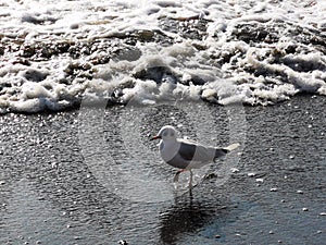 Seagull walking at the seaside