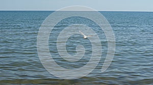 A seagull walking in shallow water near the sea shore