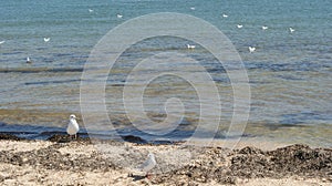 A seagull walking in shallow water near the sea shore