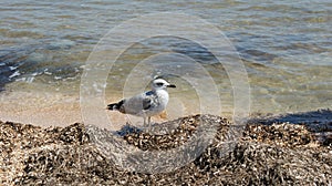 A seagull walking in shallow water near the sea shore