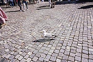 Seagull walking on typical Portuguese cobble stone paving known as calcada
