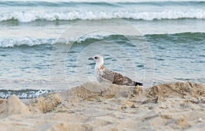 seagull walks along the seashore