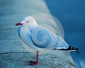 Seagull on wall