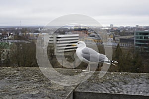 seagull on the wall against the background of the city