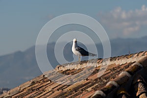 Seagull on the wall with background of the city of Rome photo