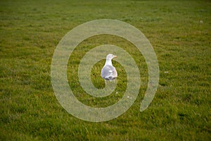 The seagull was walking through the green grass in Regent's Park