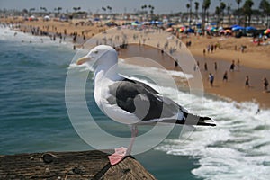 Seagull watchin over santa monica beach