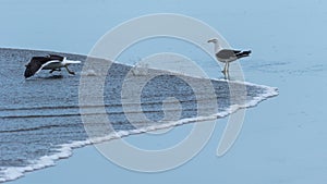 A seagull watching another preparing to fly away